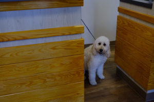 White Poodle At The Oak Heart Longview Grand Opening