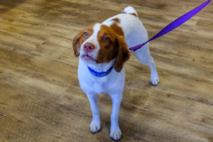 Brown And White Dog At The Oak Heart Longview Grand Opening