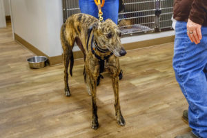 Brindle Greyhound At The Oak Heart Longview Grand Opening