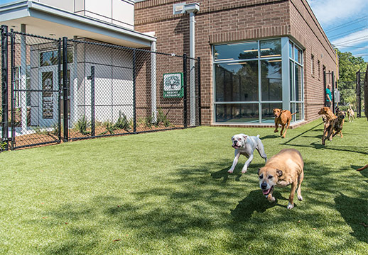 Dogs running outside at Oak Heart South Saunders Boarding & Daycare