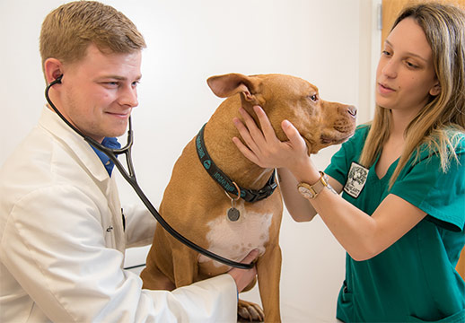 Dr. Nick Rochte and assistant examining a Pitbull