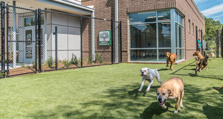 Dogs Running Outside At Oak Heart South Saunders Boarding & Daycare