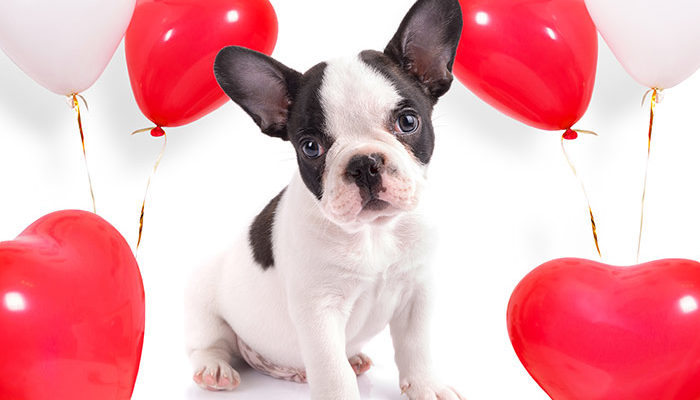 French Bulldog Puppy On White Background With Red Heart Shaped Balloons