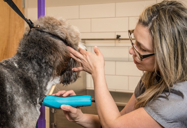 Dog Getting A Haircut