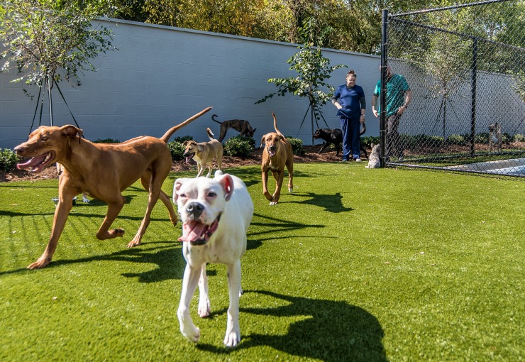 Dogs At Daycare