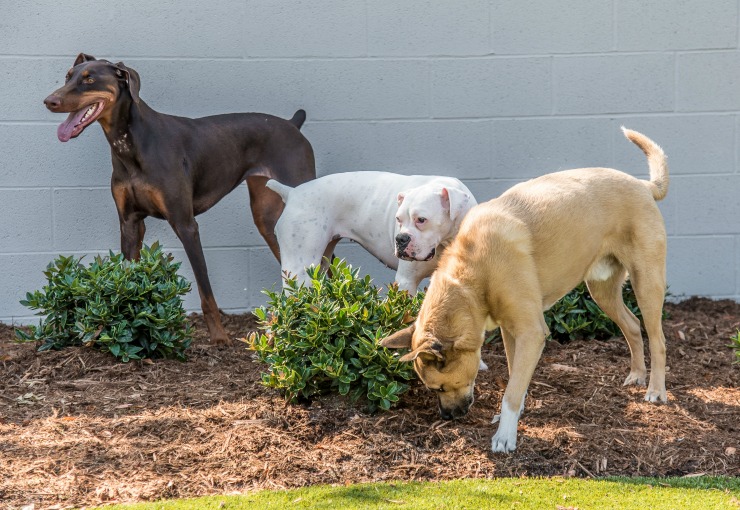 Dogs At Daycare