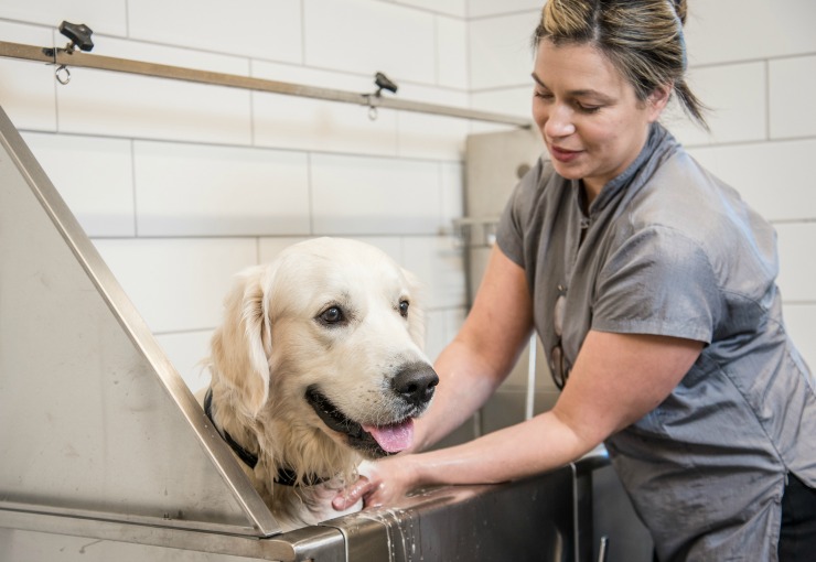 Dog Getting A Bath